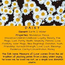 Daisy Magical Properties Daisy Magical Properties Magic Herbs Daisy Witch Herbs