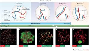 Image result for Meiosperma