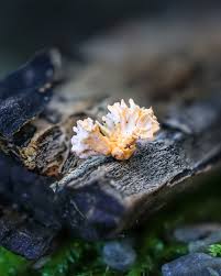 Image result for Flabellariopsis acuminata