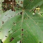 Image result for Macaranga schweinfurthii