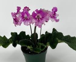 Image result for Streptocarpus myoporoides