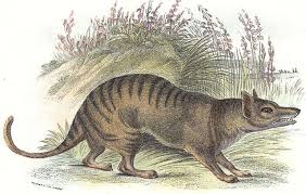 Thylacine nait en 2012 lorsque william rezé jusqu'alors saxophoniste dans différents groupes mais à la recherche d'une plus grande liberté de composition passe à la musique. The Thylacine Or Tasmanian Tiger Extinct Marsupial Oupblog