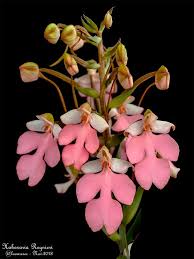 Image result for Habenaria dregeana