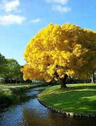 Pin By Cheryl On Arvore Flowering Trees Nature Tree Beautiful Tree
