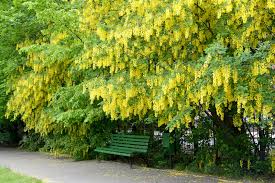 Image result for Laburnum
