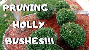 Therefore, to ensure good drainage, use a pot with a drainage hole(s) and a quality potting soil or potting mix, or a 50/50 combination thereof, for planting. Pruning Holly Bushes I Winter Gardening Tips Youtube