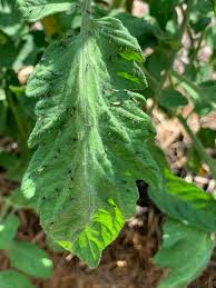 Image result for BLACKFLY ON TOMATO PLANTS