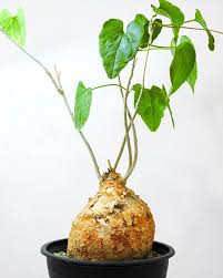 Image result for Pyrenacantha