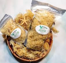 Sea moss, commonly referred to as irish moss in the caribbean is one of the most powerful superfoods in the ocean. The Secret Weapon For Immunity Energy And Weight Loss Sea Moss