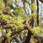 Image result for Boscia albitrunca