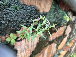 Image result for Polygala erioptera