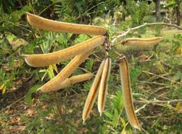 Image result for Tephrosia vogelii