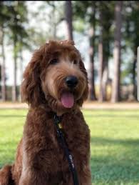Check spelling or type a new query. F1b Goldendoodle Texas Doodles