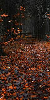Autumn Orange Leaves Forest Nature 1080x2160 Wallpaper Autumn Leaves Wallpaper Fall Wallpaper Landscape Wallpaper