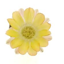 Image result for Canthium glaucum