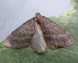 Image result for Operophtera fagata