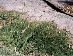 Image result for Panicum pilgerianum