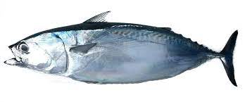 La palamita è un pesce a gusto mio adorabile, la prima volta l'ho assaggiata al ristorante il tarlo a riotorto in piena val di cornia, poi me lo sono procurato dal pescivendolo ma ahimé non si trova facilmente sui banchi ittici. Palamita Alletterato Tonnetto E Tombarello Differenze