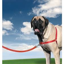 Easy Walk Harness Kopek Gogus Tasmasi X Large Fiyati