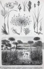 Image result for Carex bequaertii