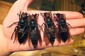 Black And White Wasp Identification Ok I Would Run Species Of Texas Wasp Asian Giant Hornet Japanese Giant Hornet Hornet