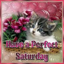 Saturday Kitten Good Morning Saturday Saturday Greetings Good Morning Happy Saturday