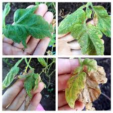 Image result for spider mites on cucumbers