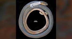 New species of fast-moving venomous snake discovered in Aussie outback