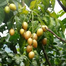 Image result for Clausena anisata