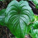 Image result for Cyanastrum