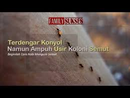 Hanya sayang cara ini juga kurang cocok untuk menghalau semut dari lemari makan. Doa Nabi Sulaiman Mengusir Semut