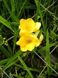 How To Grow Freesias Growing Freesia Plants And Freesia Flower Care Freesia Flowers Planting Bulbs Spring Flowering Bulbs