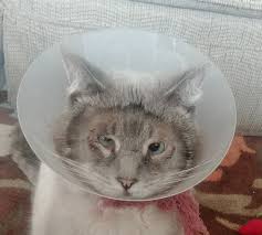 In cats, it's typically the brachy breeds like persians that are at risk. Entropion Surgery Cat Page 1 Line 17qq Com