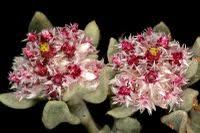 Image result for Helichrysum candolleanum