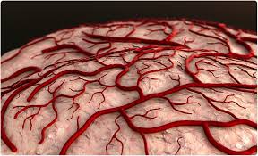 Blood clots form in the legs due to poor circulation, injury to the veins, a side effect of medication, or complication after surgery. Blood Clotting Factor May Cause Alzheimer S Disease