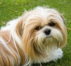 Maybe you would like to learn more about one of these? Shih Tzu Rassenprofil Wesen Haltung Pflege Und Ernahrung