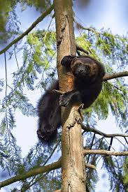 Wolverine Gulo Gulo Resting In Tree Art Print By Konrad Wothe Wolverine Animal Animals Wild Animals Beautiful