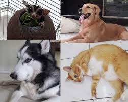 Pets in peace malaysia provides professional integrated pets bereavement services to pets and animal lovers in malaysia. Best Pet Boarding Options In Kl Pj 2021 Top 11 Pledgecare Malaysia