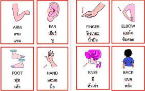ฟร ส อการเร ยนการสอน บ ตรภาพคำศ พท ภาษาอ งกฤษพร อมคำแปล ระด บปฐมว ย อน บาล อน บาล