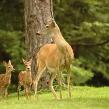 Do marigolds keep deer away. Natural Deer Repellents Elite Tree Care