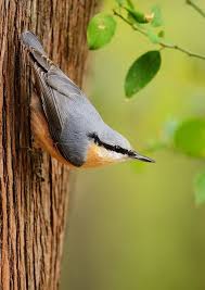Birds That Lay Eggs On The Ground Ontario Red Breasted Nuthatch Nuthatch Birds Backyard Birds