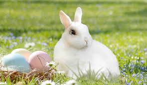 Organizing an easter egg hunt for a large crowd requires early planning, fun ideas and affordable supplies. Easter Egg Hunt Ideas To Make You The Coolest Bunny On The Block