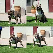 Breeders of elite xl american bullies. American Bully Puppies For Sale Oxnard Ca 251167