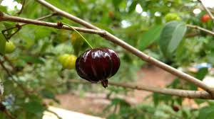 Surinam cherry hedges and shrub trees are often planted as ornamentals, but the fruit is edible and quite tasty when ripe. Brazilian Cherry Tree Care How To Grow A Brazilian Cherry Tree