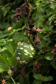 Image result for Lagenaria sphaerica