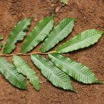 Image result for Parinari excelsa