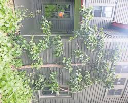 Heirloom fruit tree nursery grounded in organically grown apple trees. Espalier Fruit Trees Rutlandherald Com