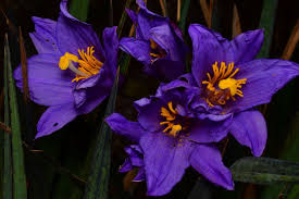 Image result for Velloziaceae