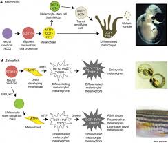 Image result for Melanocyte