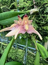Image result for Bulbophyllum elliotii